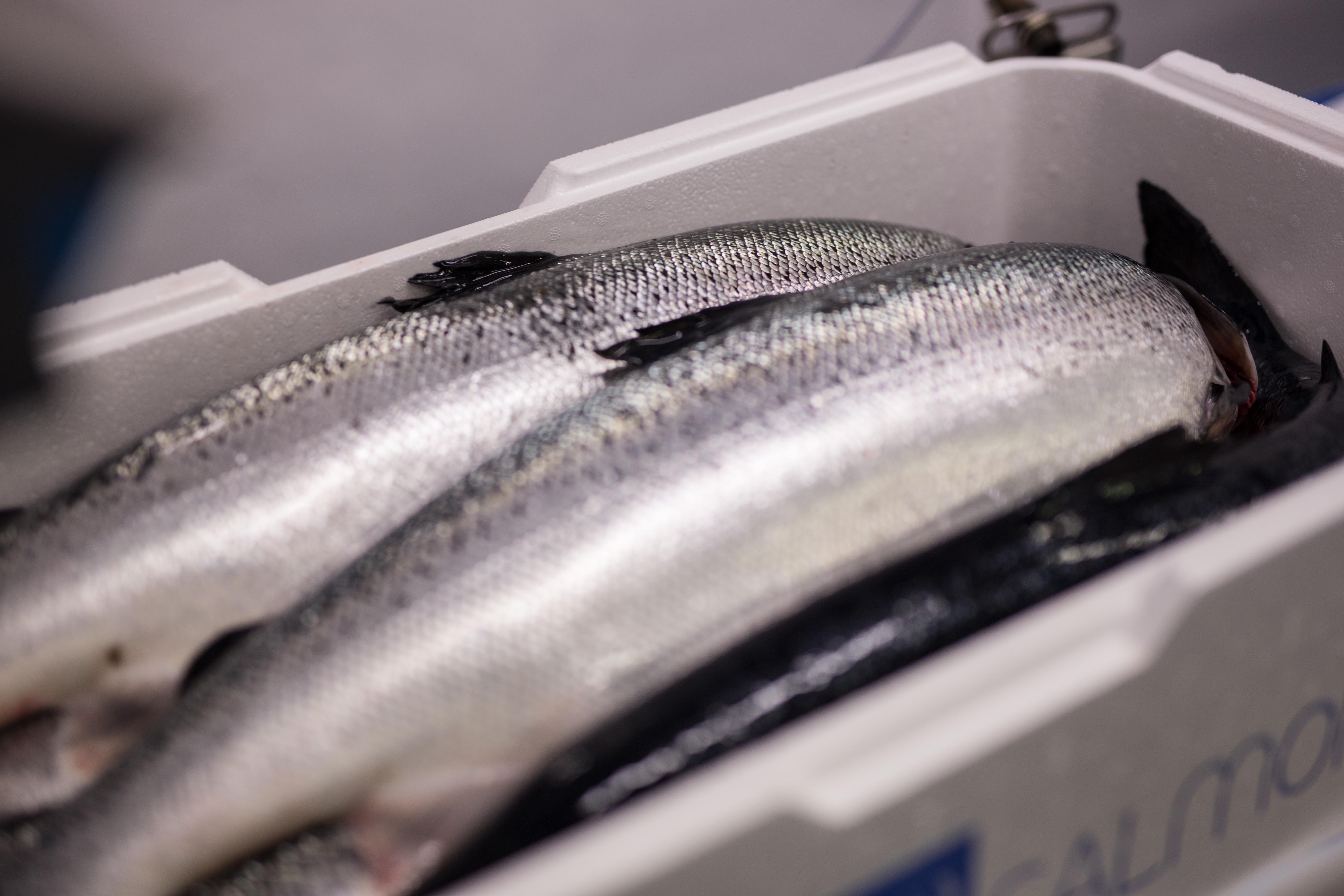 Whole salmon in a box